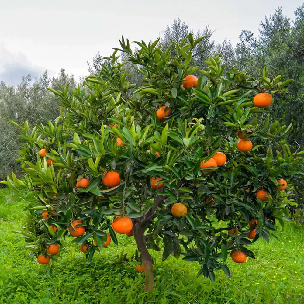 Portocal Washington Navel (Citrus sinensis), cu fructe dulci portocalii fara seminte, an 2 pe rod