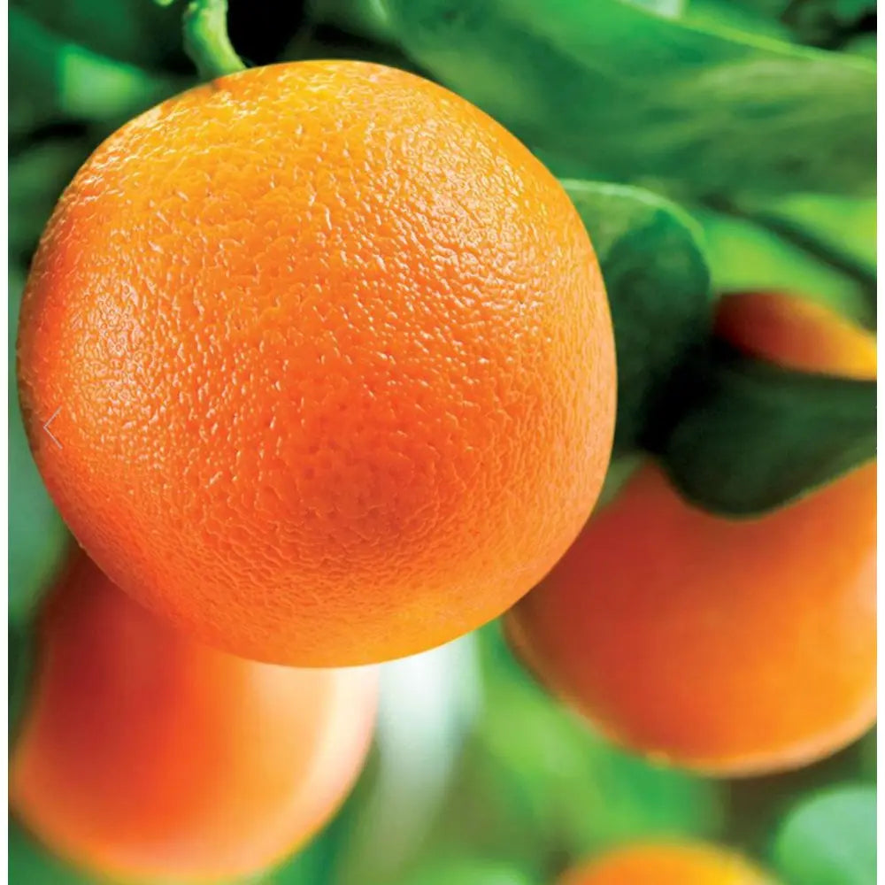 Portocal Washington Navel (Citrus sinensis), cu fructe dulci portocalii fara seminte, an 2 pe rod