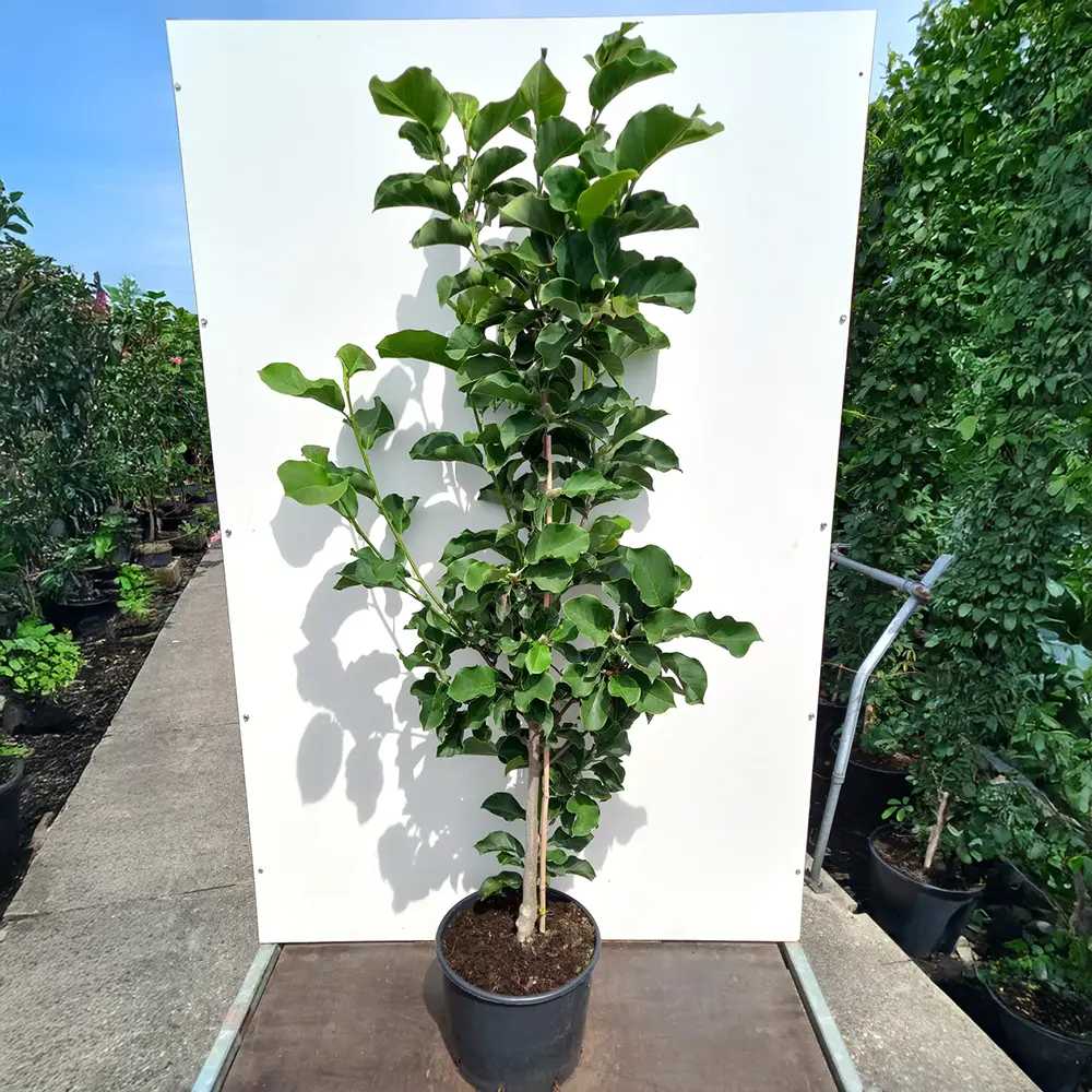 Magnolie Watermelon PBR, flori roz pepene vibrante si parfumate, arbust ornamental foarte exclusiv