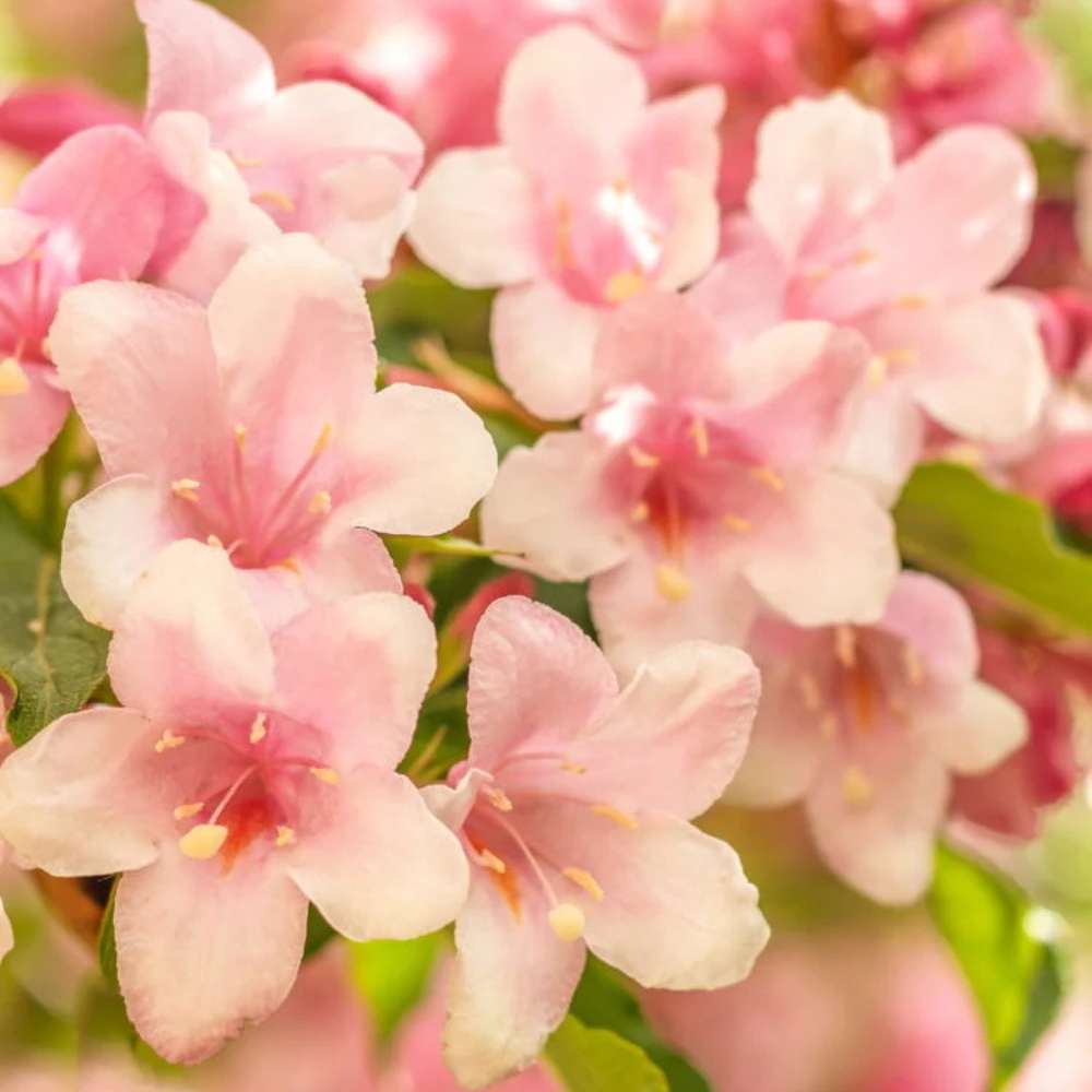 Weigela All Summer Peach, arbust decorativ cu flori roz-piersica, inflorire continua, rezistenta la frig