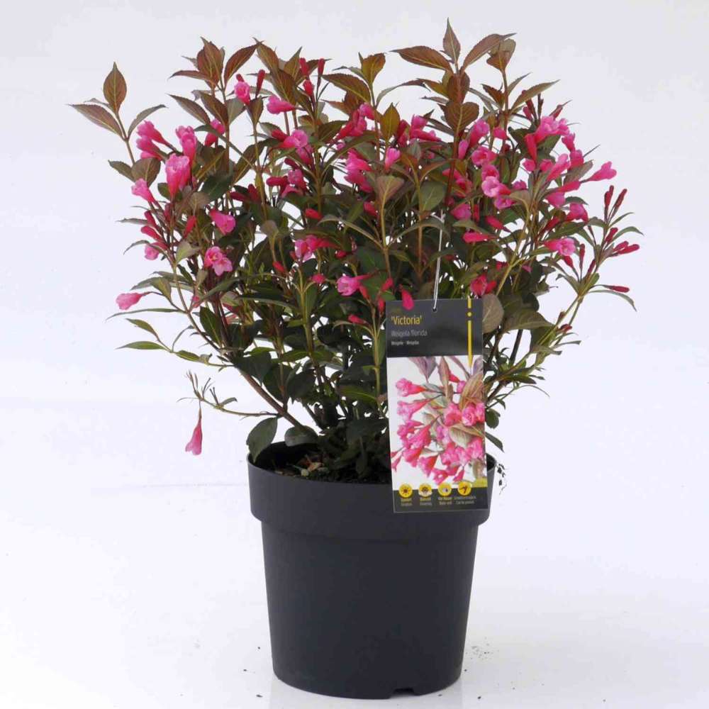 Weigela Alexandra, arbust decorativ cu flori roz violet parfumate si frunze purpurii, rezistenta iarna