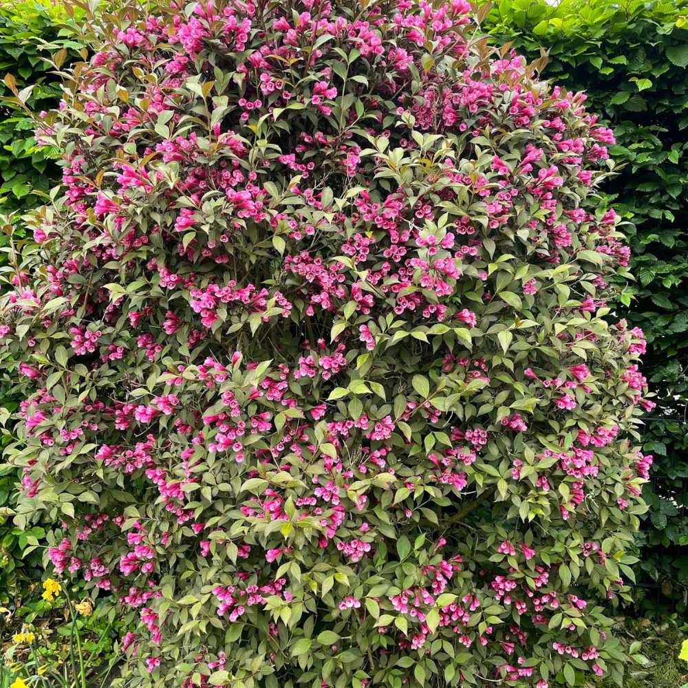 Weigela Alexandra, arbust decorativ cu flori roz violet parfumate si frunze purpurii, rezistenta iarna