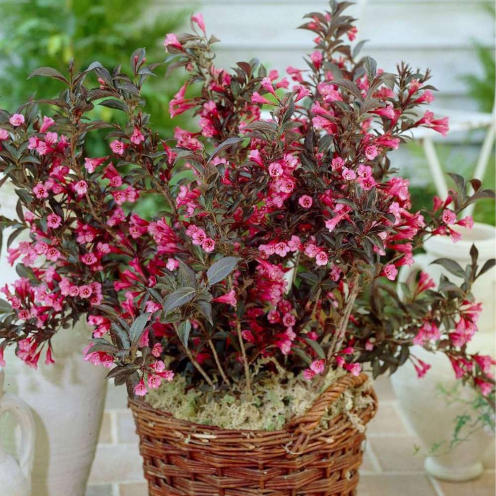 Weigela Alexandra, arbust decorativ cu flori roz violet parfumate si frunze purpurii, rezistenta iarna