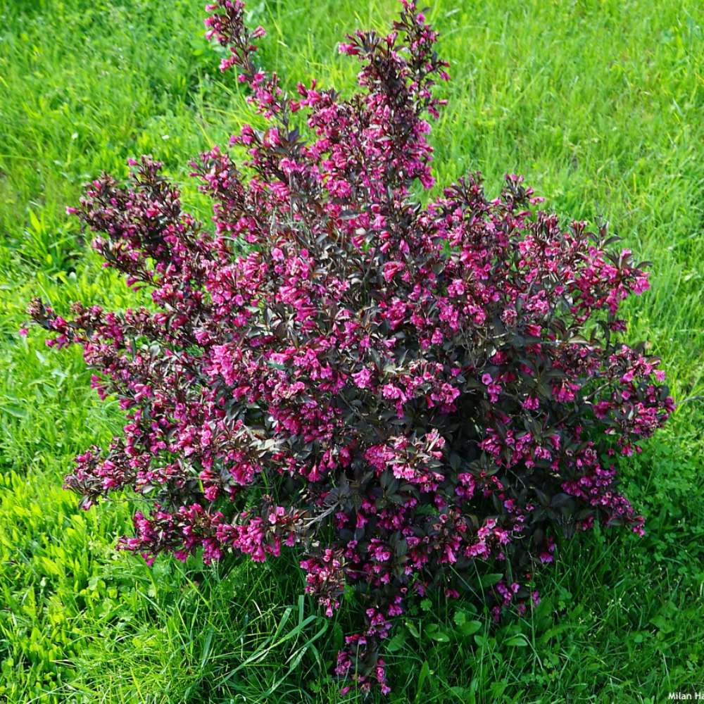 Weigela Alexandra, arbust decorativ cu flori roz violet parfumate si frunze purpurii, rezistenta iarna