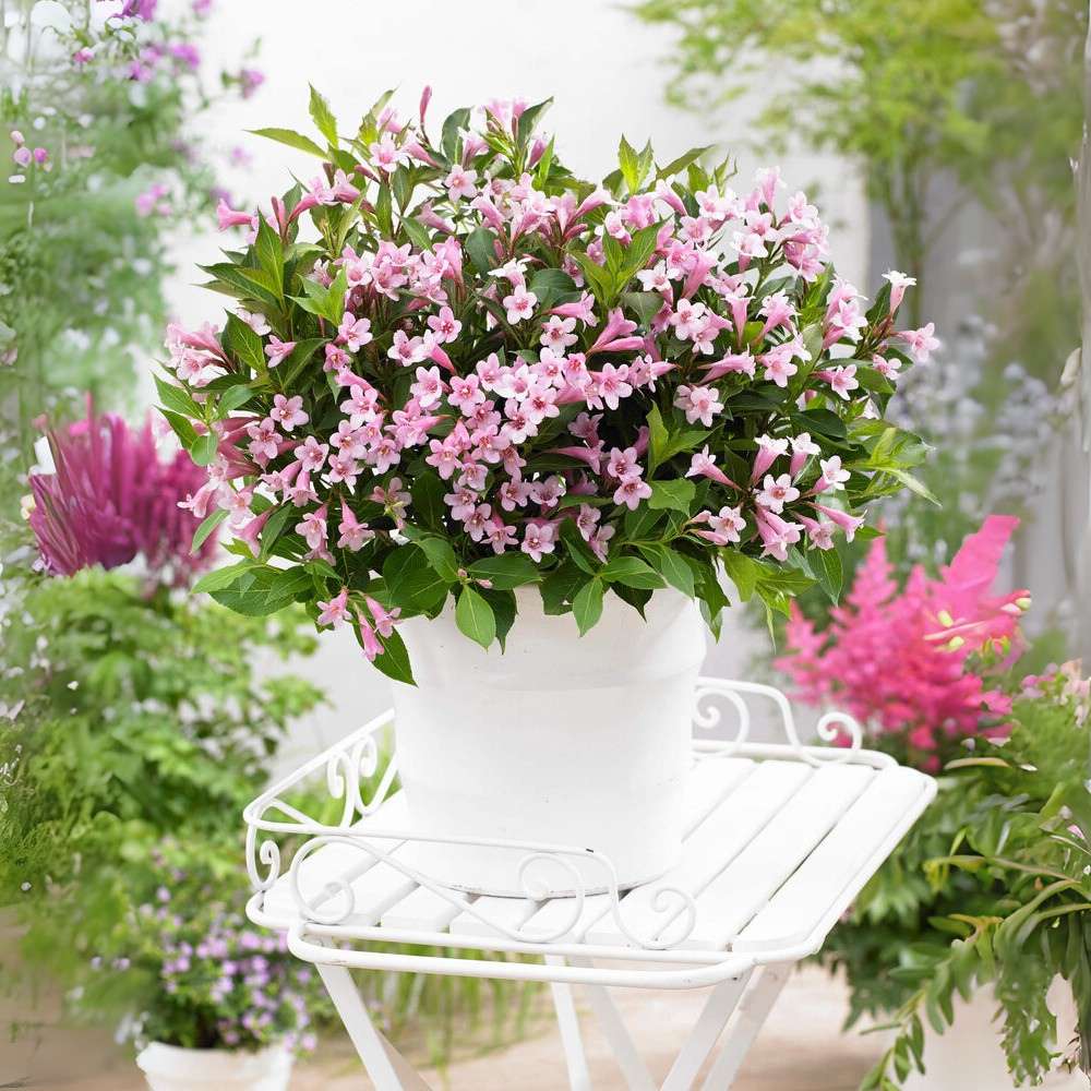 Weigela Pitica Pink Poppet, arbust decorativ pitic cu flori roz, inflorire abundenta, rezistenta la frig