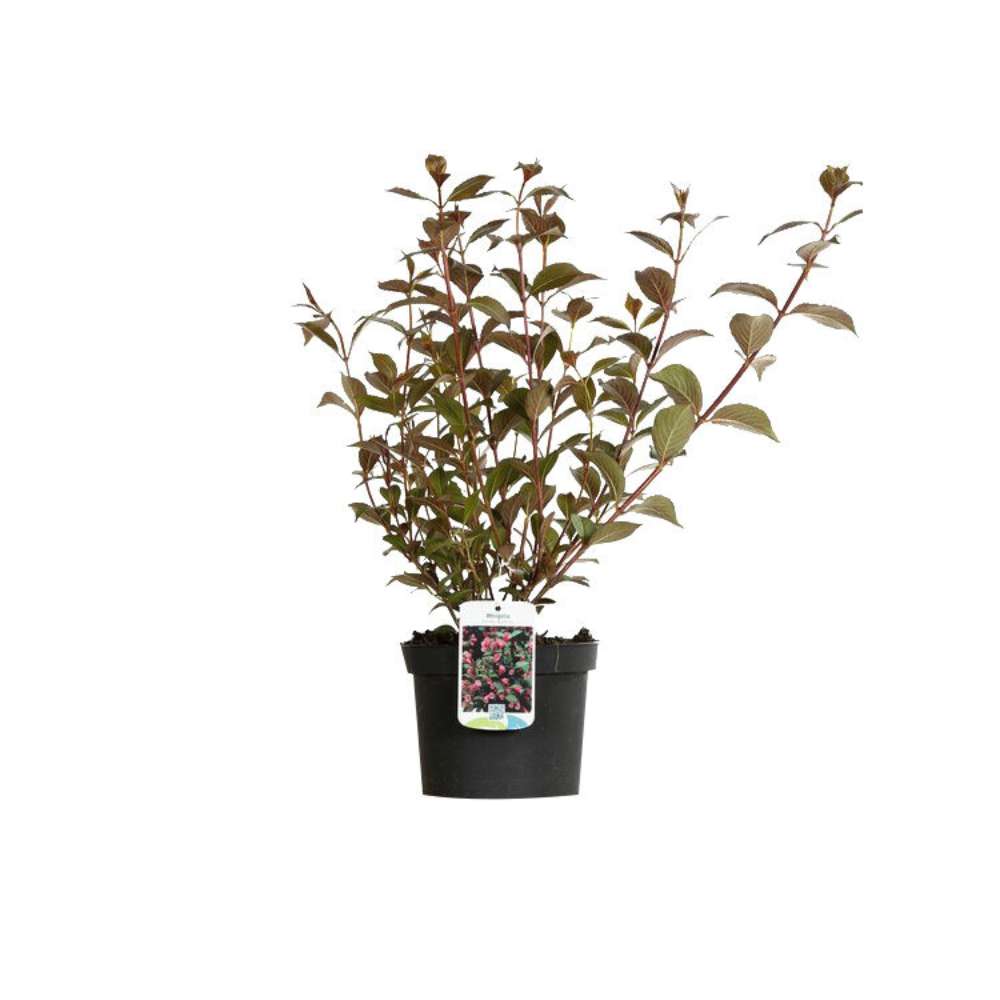 Weigela Victoria burgundiu, arbust decorativ cu flori roz rosiatice, inflorire abundenta, rezistent la frig