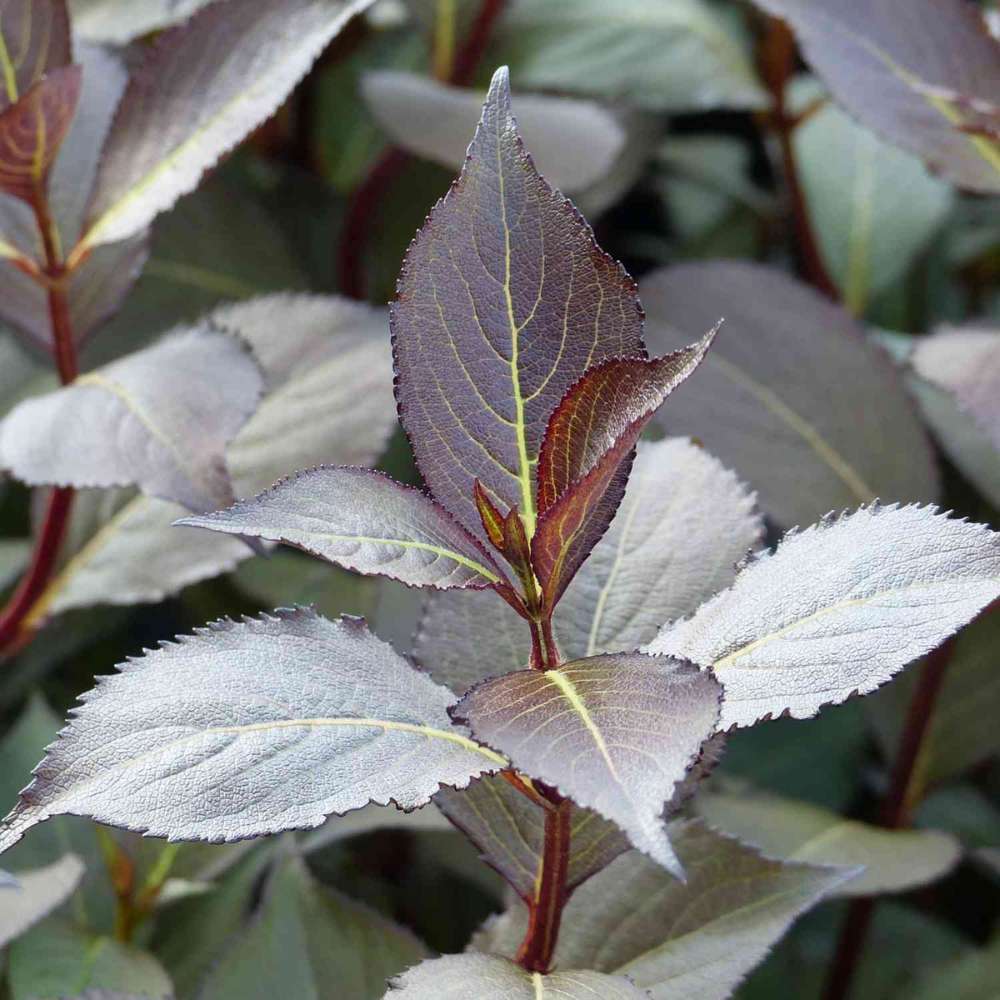 Weigela Victoria burgundiu, arbust decorativ cu flori roz rosiatice, inflorire abundenta, rezistent la frig