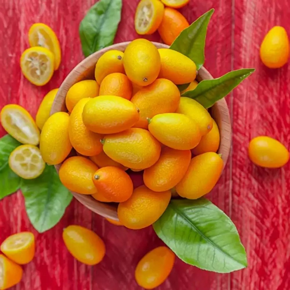 Pom Portocal Margarita Kumquat - 60 cm, cu fructe dulci la exterior si acrisoare la interior, an 2 pe rod