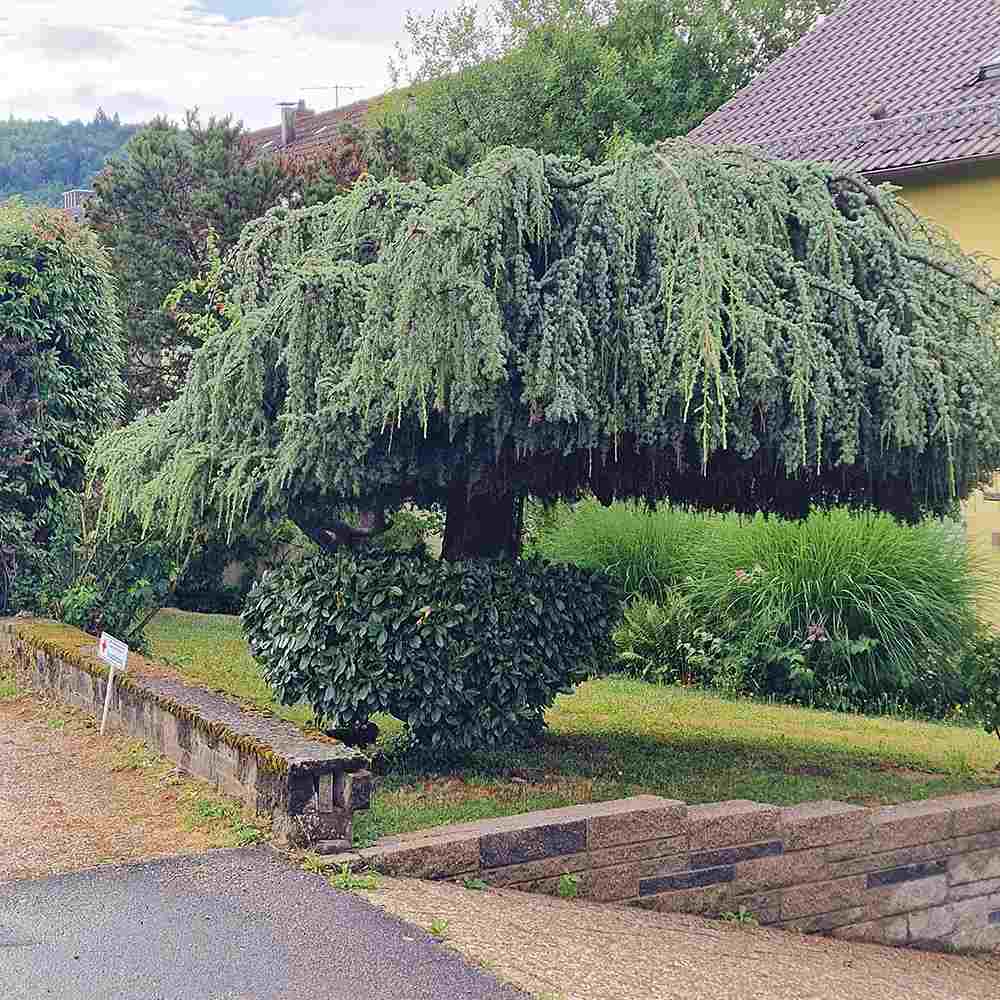 Cedru albastru Glauca Atlantica (Pendula), conifer curgator cu ace albastre-argintii, vesnic verde, forma eleganta
