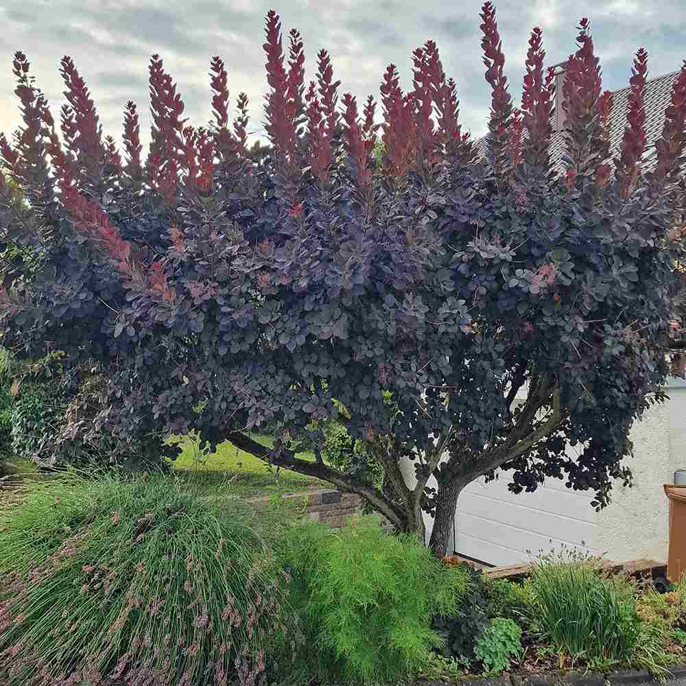 Scumpie Rosie (Cotinus) Royal Purple Tip Copac, frunzis rosu-purpuriu, crestere rapida, port rotunjit