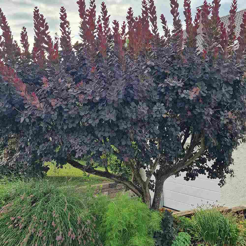 Scumpie Rosie (Cotinus) Royal Purple Tip Copac, frunzis rosu-purpuriu, crestere rapida, port rotunjit