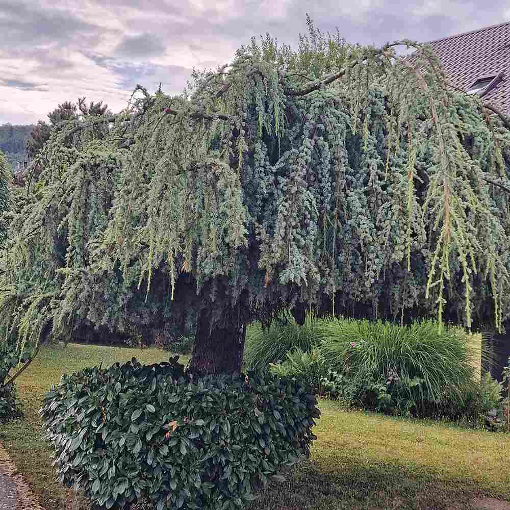 Cedru albastru Glauca Atlantica (Pendula), conifer curgator cu ace albastre-argintii, vesnic verde, forma eleganta