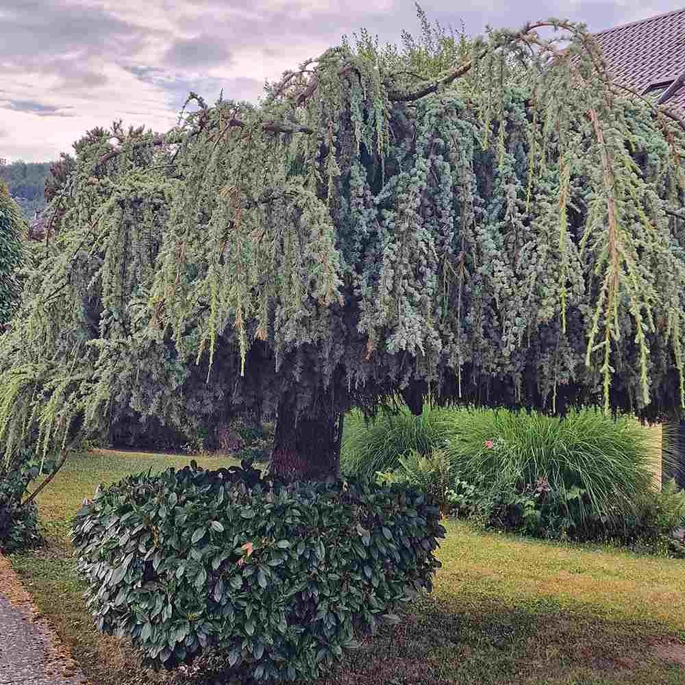 Cedru albastru Glauca Atlantica (Pendula), conifer curgator cu ace albastre-argintii, vesnic verde, forma eleganta
