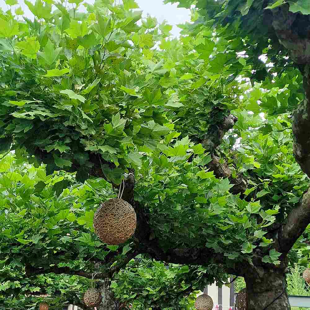 Platan Englezesc dirijat in forma de spalier orizontal (tip acoperis), copac umbros decorativ cu coroana plata, ideal pentru alei si pergole