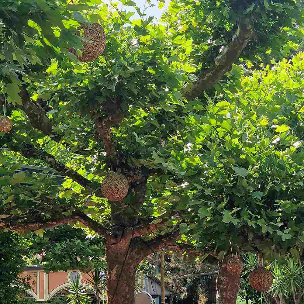 Platan Englezesc dirijat in forma de spalier orizontal (tip acoperis), copac umbros decorativ cu coroana plata, ideal pentru alei si pergole