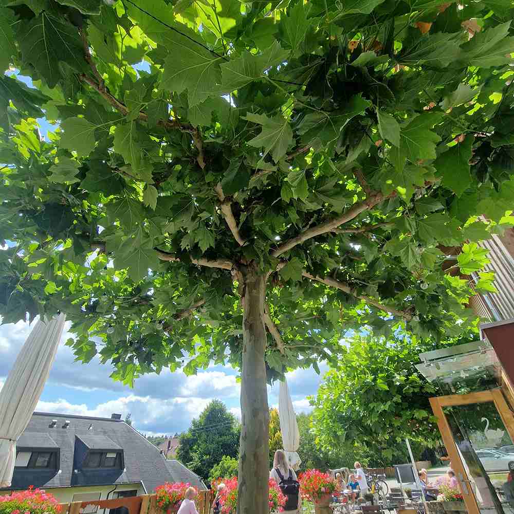 Platan Englezesc dirijat in forma de spalier orizontal (tip acoperis), copac umbros decorativ cu coroana plata, ideal pentru alei si pergole