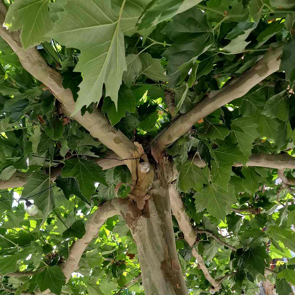 Platan Englezesc dirijat in forma de spalier orizontal (tip acoperis), copac umbros decorativ cu coroana plata, ideal pentru alei si pergole