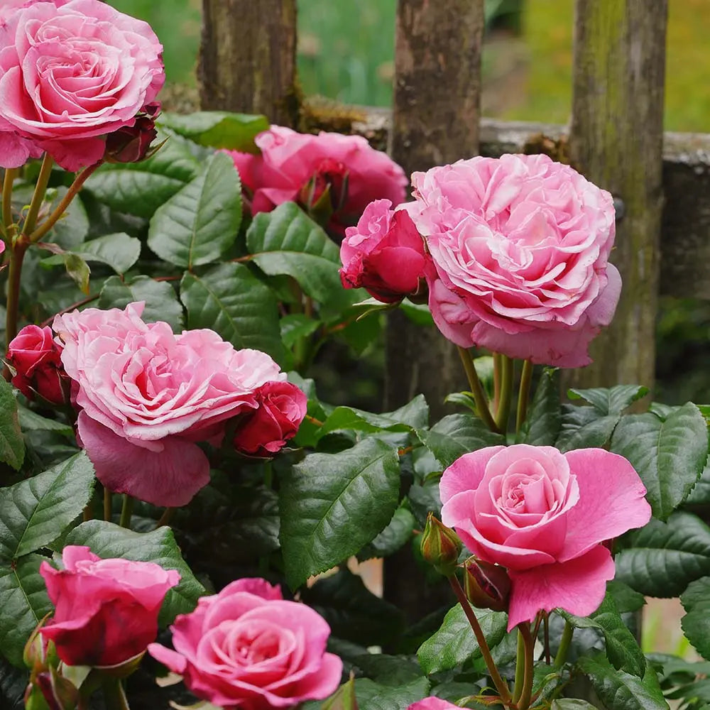 Trandafir Teahibrid roz-violet Wildberry, cu parfum intens si inflorire repetata