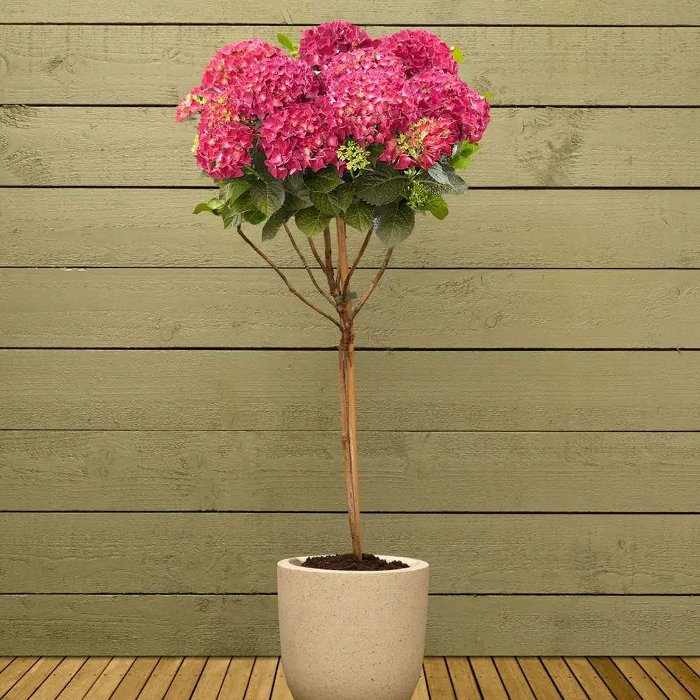 Hortensie de Gradina Tip Copacel Wim'S Red, pomisor cu flori mari schimbatoare de la alb la rosu, inflorire lunga vara-toamna