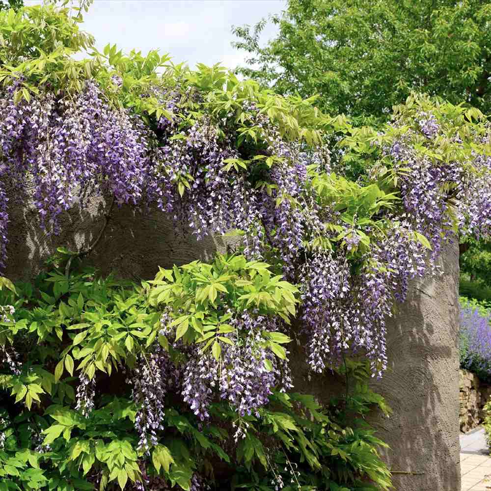 Glicina (Wisteria) cataratoare Domino, flori albastre -mov parfumate, planta cataratoare ornamentala viguroasa, rezistenta iarna