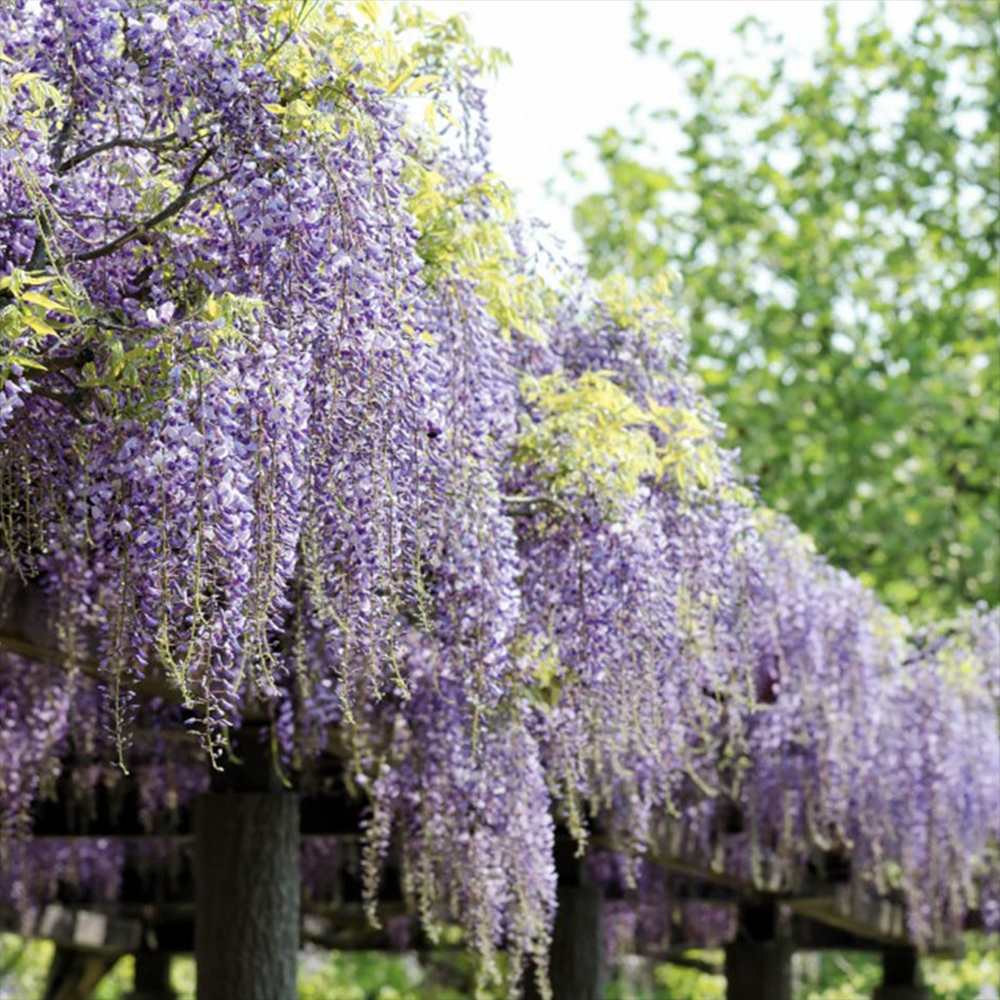 Glicina (Wisteria) cataratoare Domino, flori albastre -mov parfumate, planta cataratoare ornamentala viguroasa, rezistenta iarna