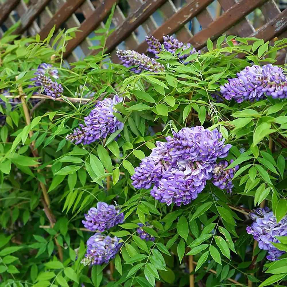 Glicina (Wisteria) cataratoare Longwood Purple, cu flori mov parfumate, crestere rapida, rezistenta la frig