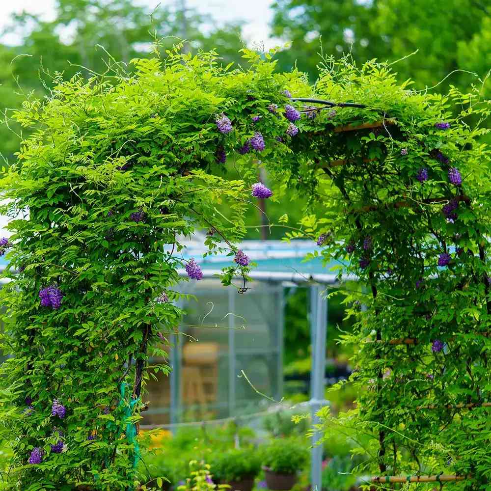 Glicina (Wisteria) cataratoare Longwood Purple, cu flori mov parfumate, crestere rapida, rezistenta la frig
