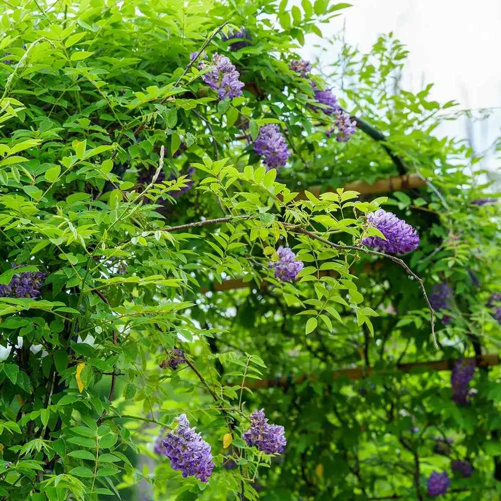 Glicina (Wisteria) cataratoare Longwood Purple, cu flori mov parfumate, crestere rapida, rezistenta la frig