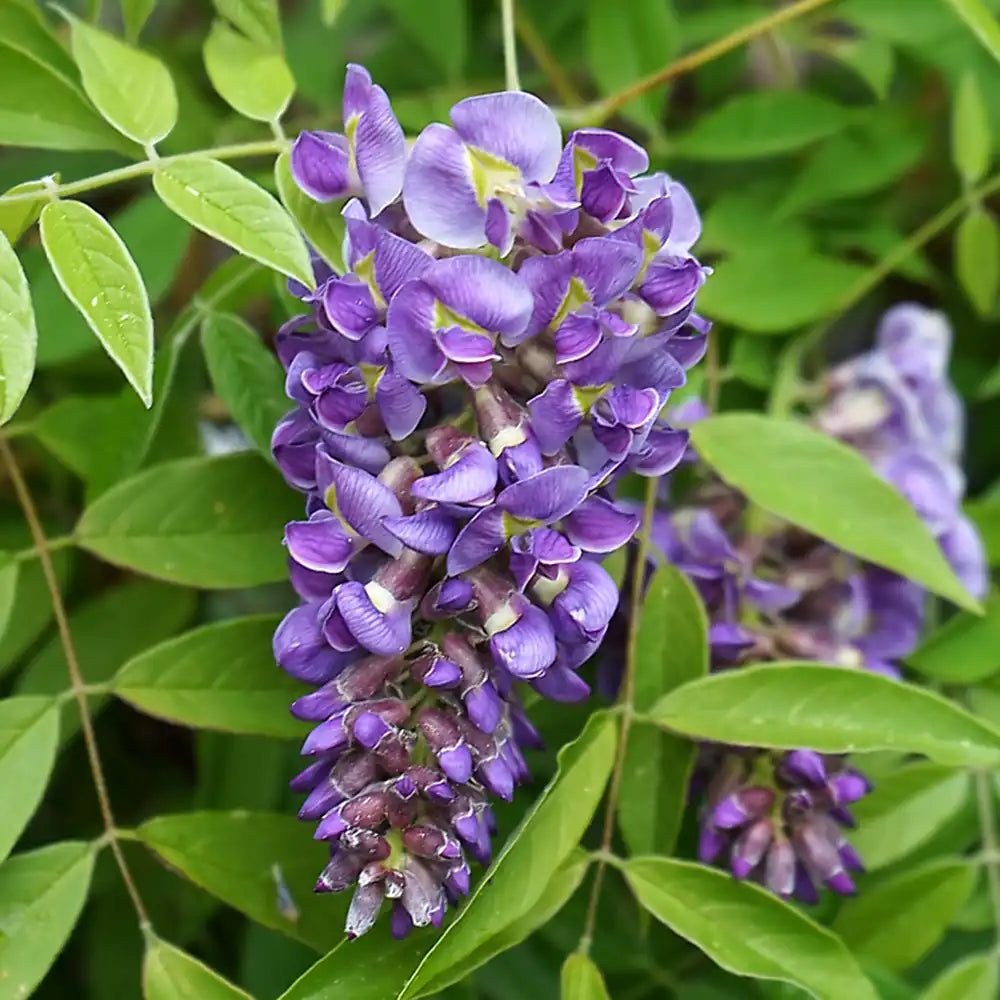Glicina (Wisteria) cataratoare Longwood Purple, cu flori mov parfumate, crestere rapida, rezistenta la frig