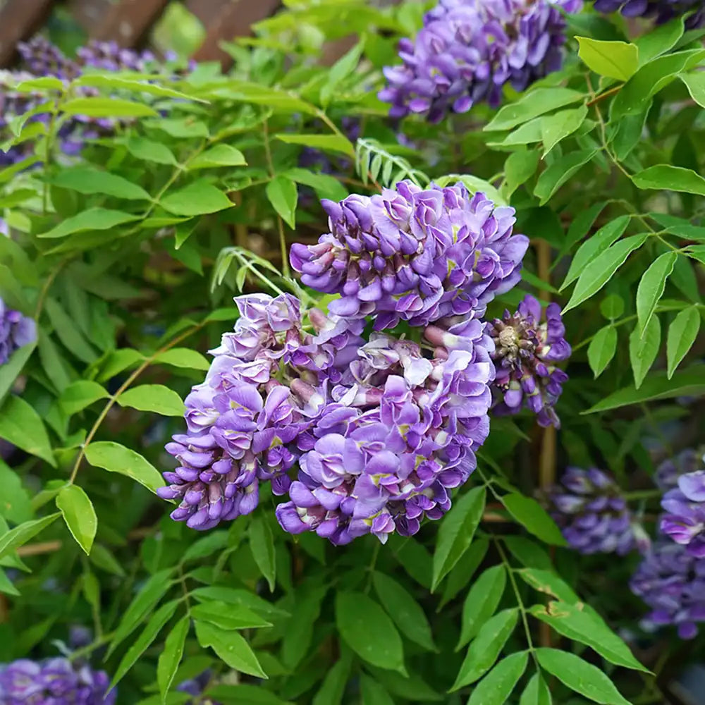 Glicina (Wisteria) cataratoare Longwood Purple, cu flori mov parfumate, crestere rapida, rezistenta la frig
