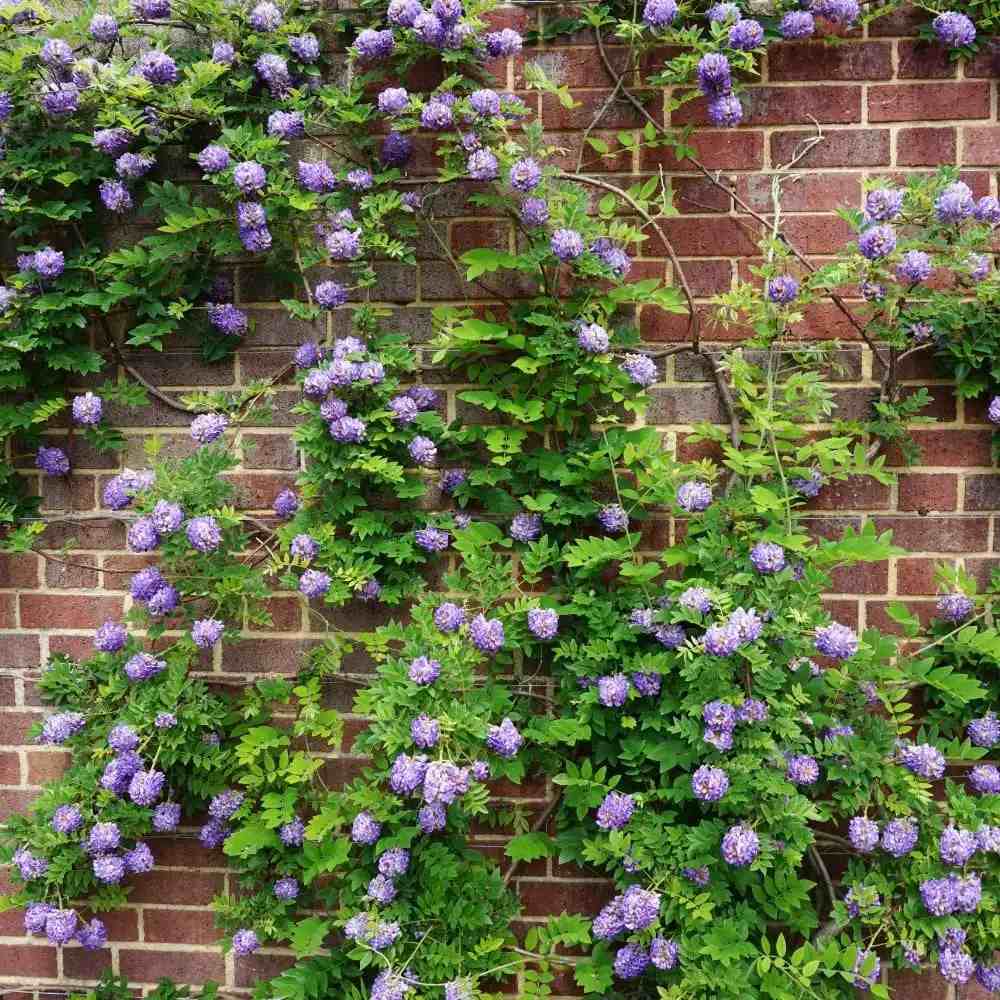 Glicina (Wisteria) cataratoare Longwood Purple, cu flori mov parfumate, crestere rapida, rezistenta la frig