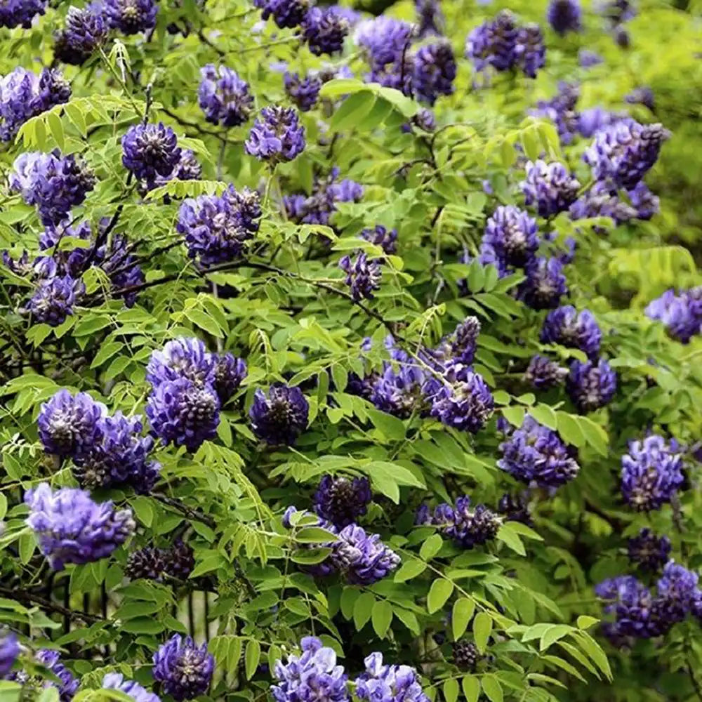 Glicina (Wisteria) cataratoare Longwood Purple, cu flori mov parfumate, crestere rapida, rezistenta la frig