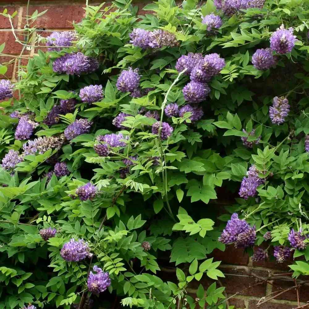 Glicina (Wisteria) cataratoare Longwood Purple, cu flori mov parfumate, crestere rapida, rezistenta la frig