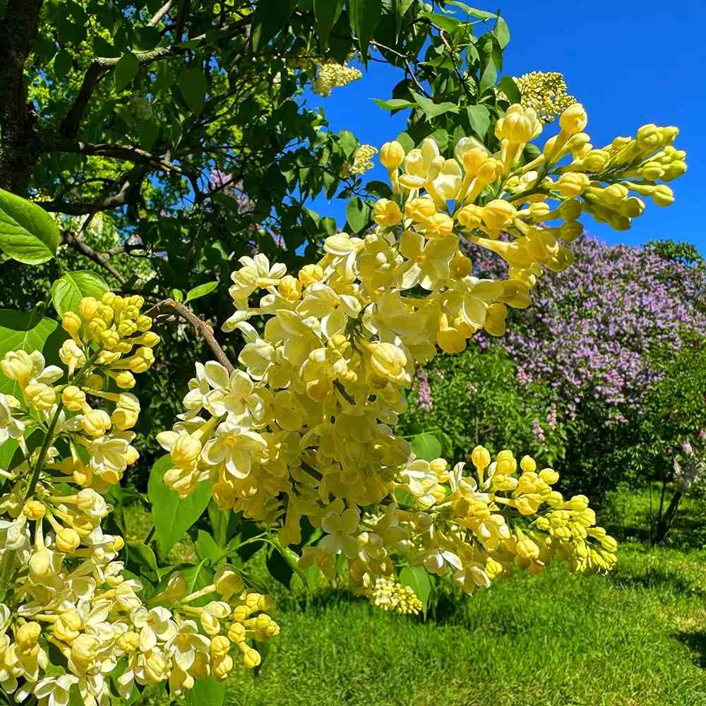 Liliac Primrose (Syringa), arbust decorativ cu flori galben-crem parfumate, varietate rara, compact, iubitor de soare