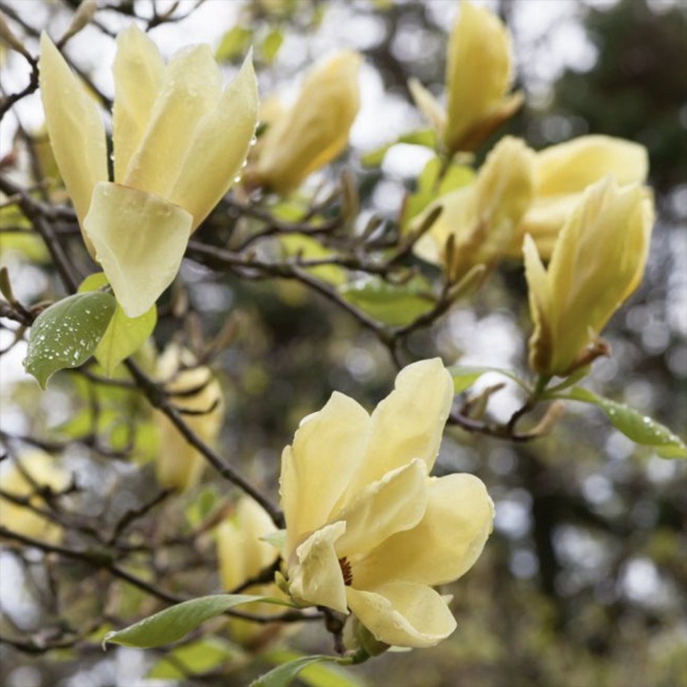 Magnolie Yellow Lantern, flori galbene mari ca lampa, arbust decorativ unic
