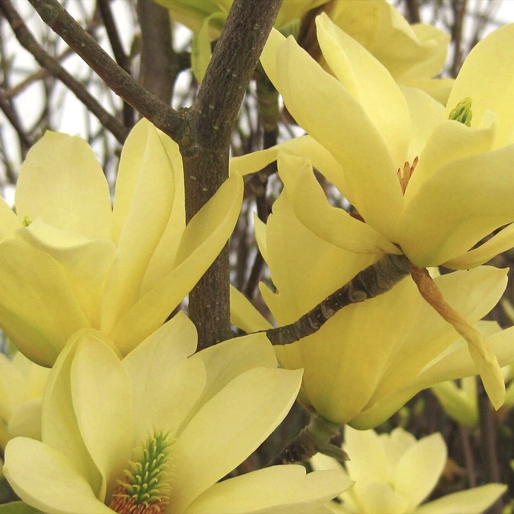 Magnolie Yellow Lantern, flori galbene mari ca lampa, arbust decorativ unic