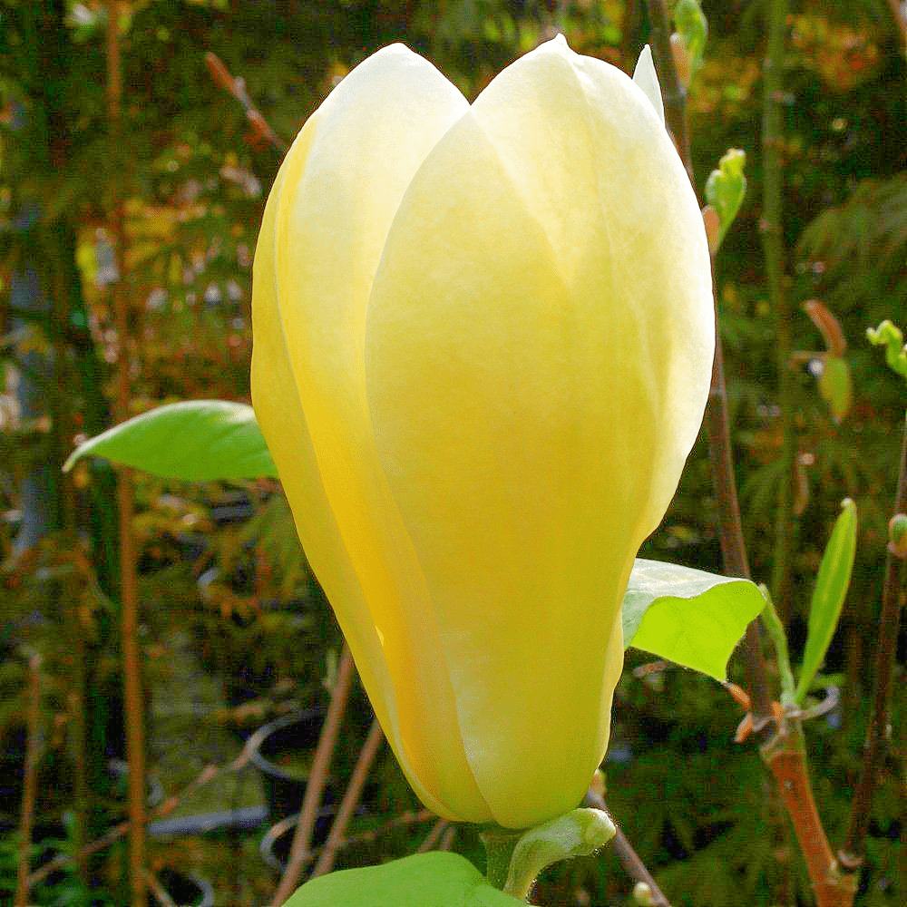 Magnolie Yellow Lantern, flori galbene mari ca lampa, arbust decorativ unic