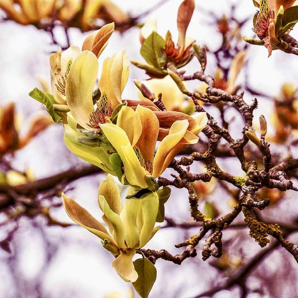 Magnolie Yellow Lantern, flori galbene mari ca lampa, arbust decorativ unic