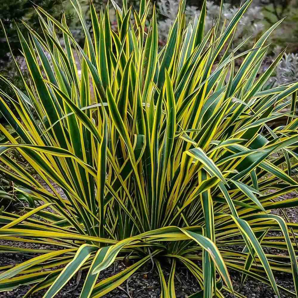 Yucca variegata Bright Edge, frunze galben-verde, flori alb-rosii parfumate, rezistenta la ger si sceta