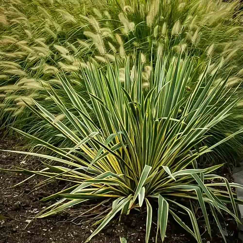 Yucca Bright Edge, cu frunze verzi-galbene