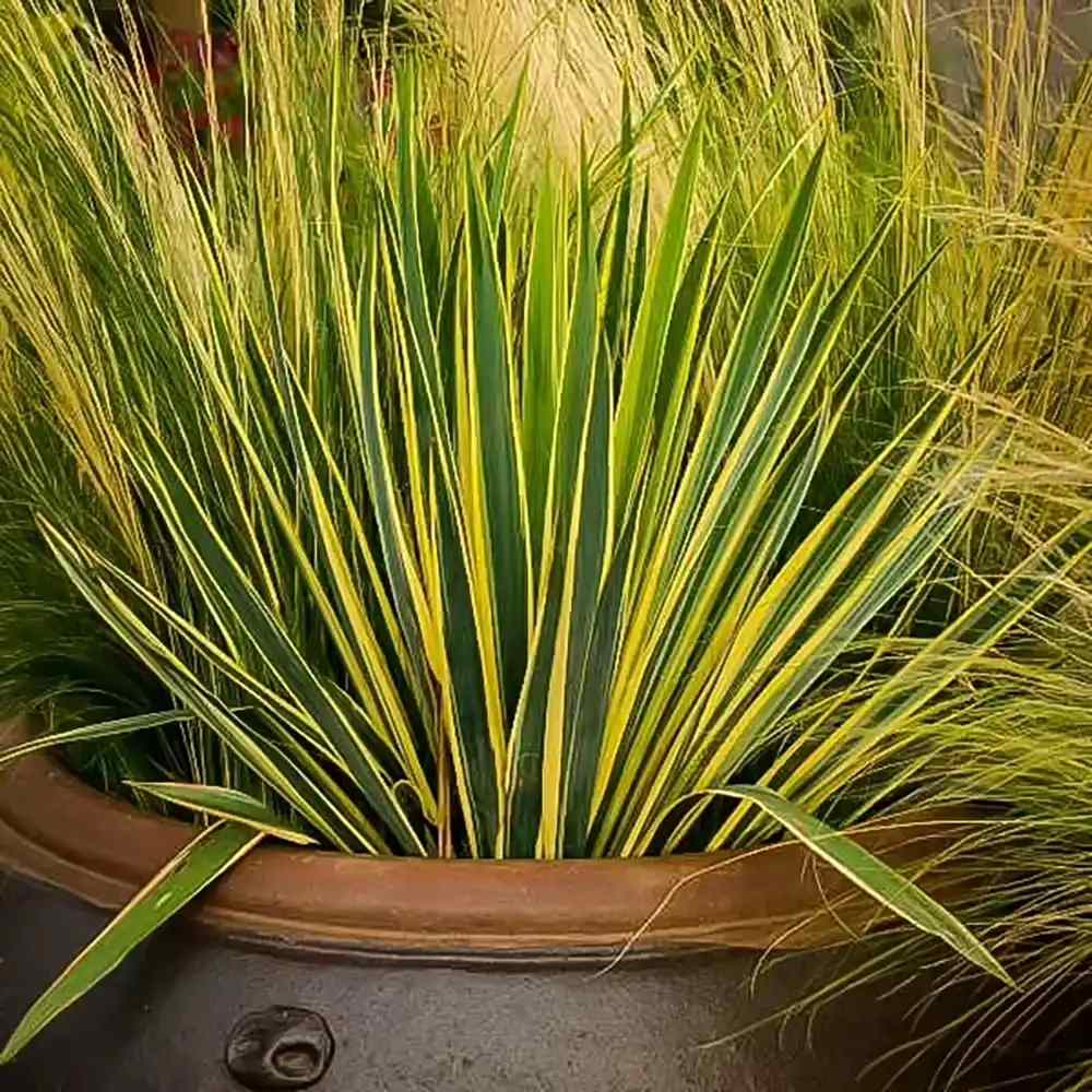 Yucca Bright Edge, cu frunze verzi-galbene