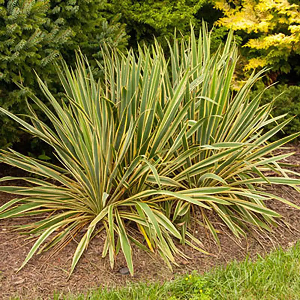 Yucca variegata Bright Edge, frunze galben-verde, flori alb-rosii parfumate, rezistenta la ger si sceta