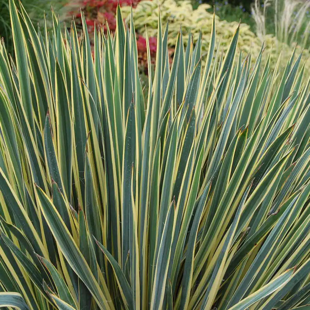 Yucca variegata Bright Edge, frunze galben-verde, flori alb-rosii parfumate, rezistenta la ger si sceta
