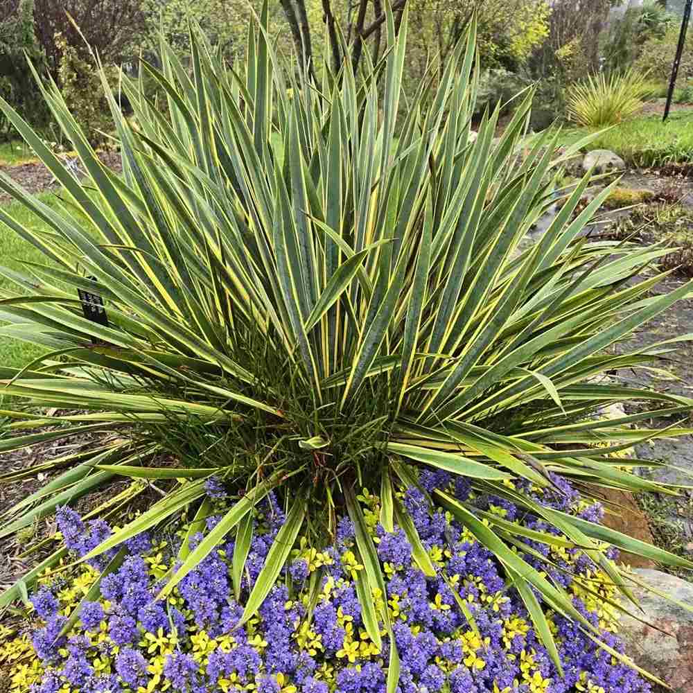 Yucca Bright Edge, cu frunze verzi-galbene