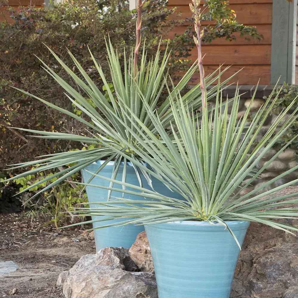 Yucca Ivory Towers, planta decorativa rezistenta cu flori albe si frunze vesnic verzi