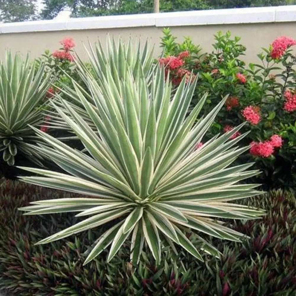 Yucca Ivory Towers, planta decorativa rezistenta cu flori albe si frunze vesnic verzi