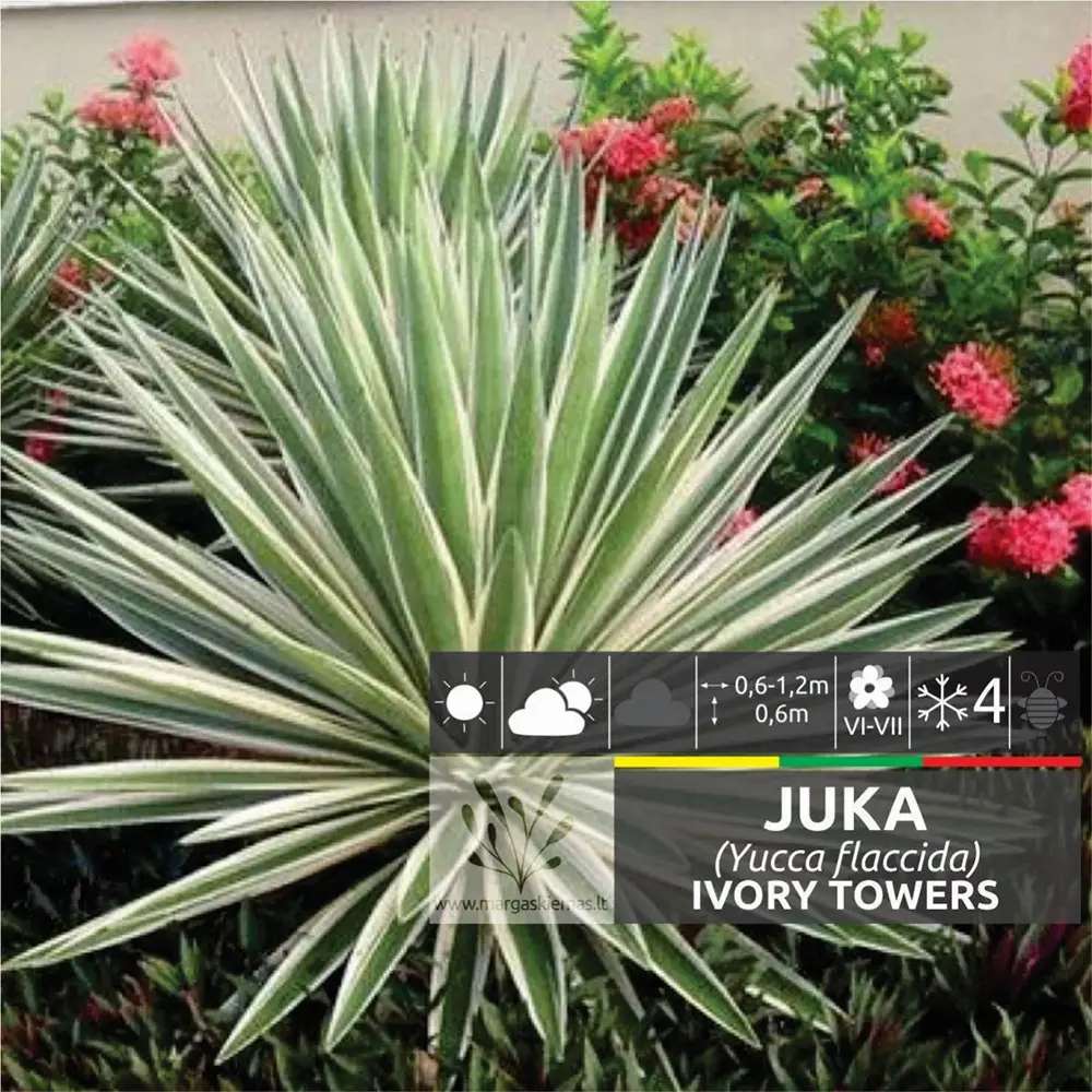 Yucca Ivory Towers, planta decorativa rezistenta cu flori albe si frunze vesnic verzi