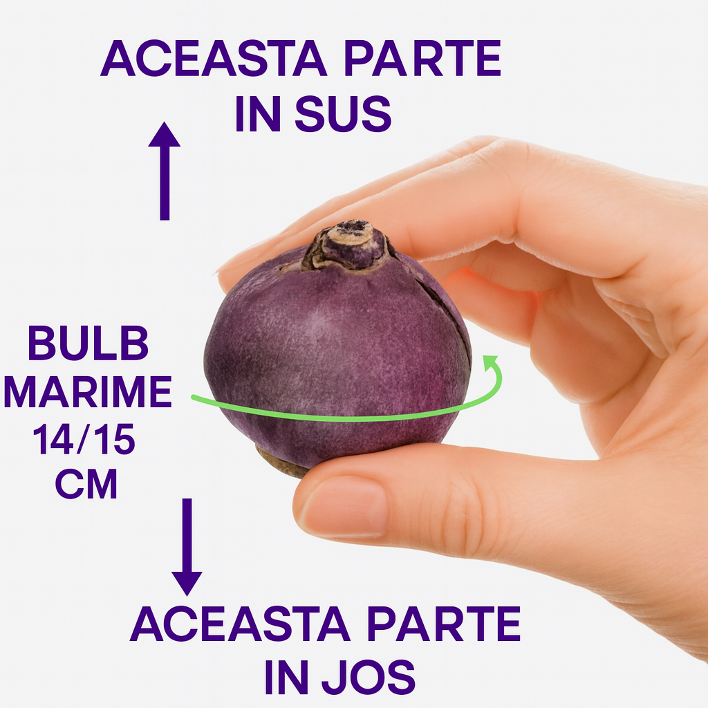 Bulbi Zambile Gipsy Queen, set de 5 bulbi cu flori portocaliu-somon, parfum intens, inflorire primavara