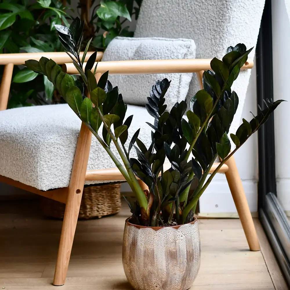 Planta Norocului (Zamioculcas Zamiifolia) Raven, 3 tulpini/ghiveci, planta de apartament cu frunze negre lucioase, rezistenta umbra, udare rara - 70 cm