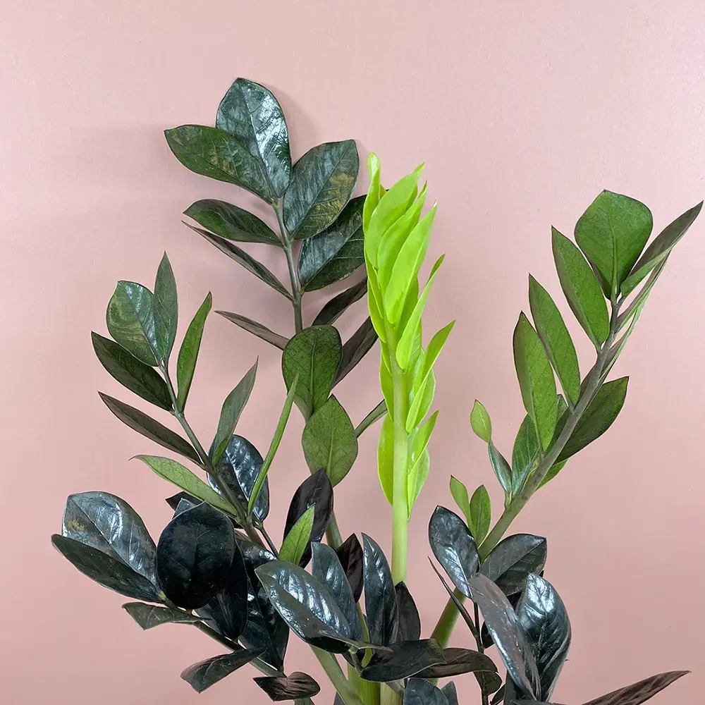 Planta Norocului (Zamioculcas Zamiifolia) Raven, 3 tulpini/ghiveci, planta de apartament cu frunze negre lucioase, rezistenta umbra, udare rara - 50 cm